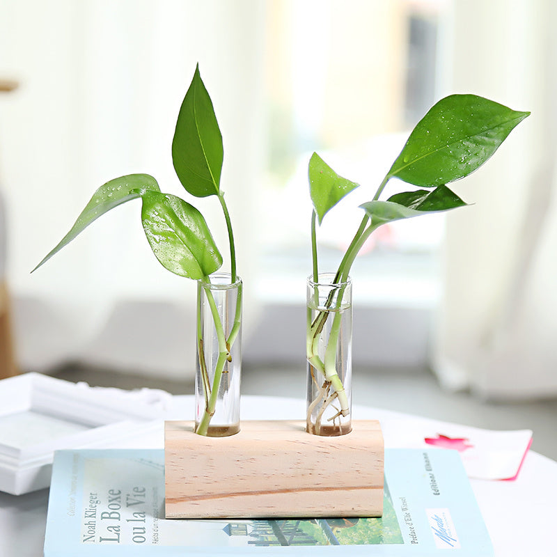 Glass Hydroponic Vase | Indoor Small Vase | Elegant Home Decor