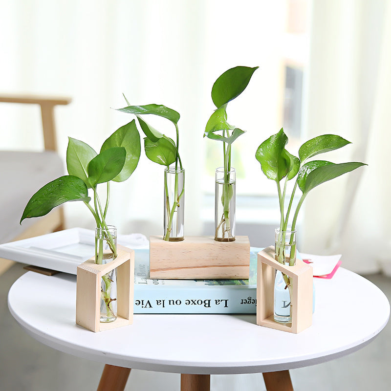 Glass Hydroponic Vase | Indoor Small Vase | Elegant Home Decor