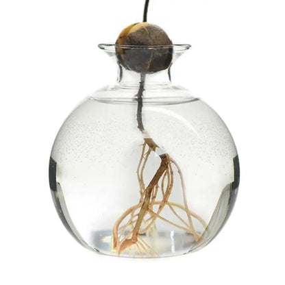 Avocado Seed Starter Transparent Glass Vase