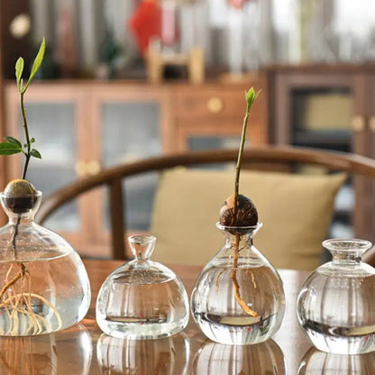 Avocado Seed Starter Transparent Glass Vase