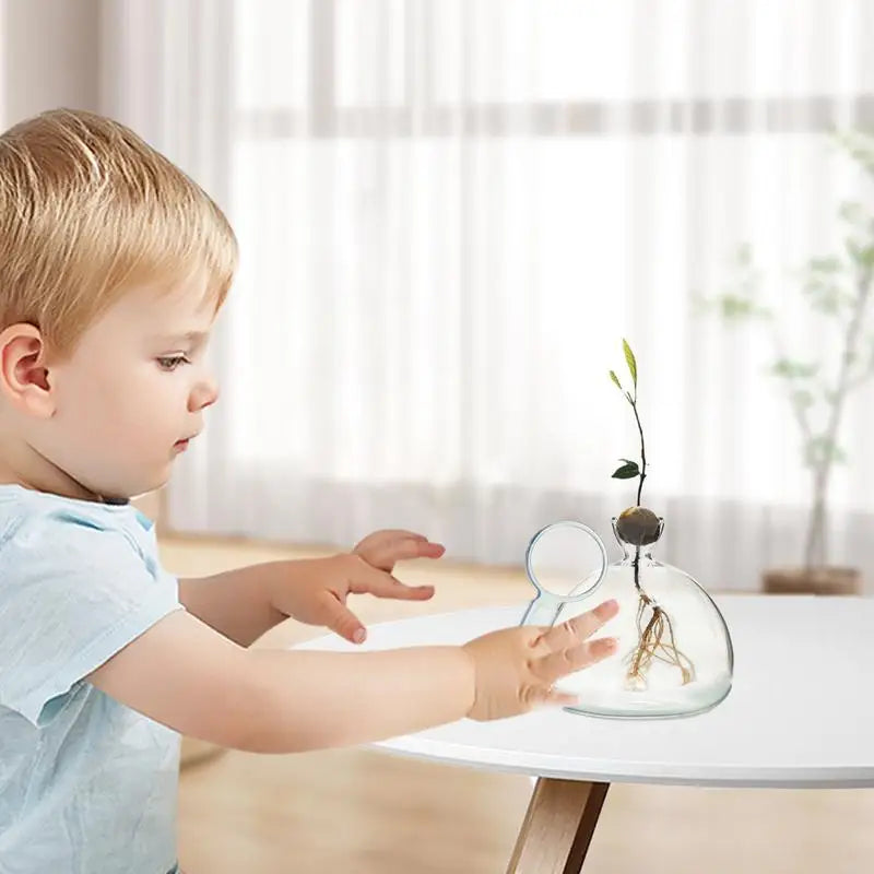 Avocado Seed Starter Transparent Glass Vase