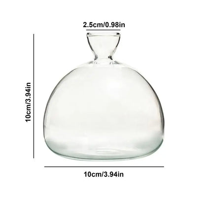 Avocado Seed Starter Transparent Glass Vase